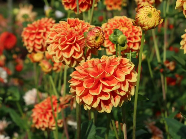 Le déménagement minimaliste pour plus de sérénité