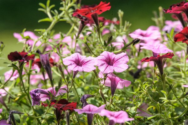 Offres exclusives piscine discount : où trouver les meilleures ?